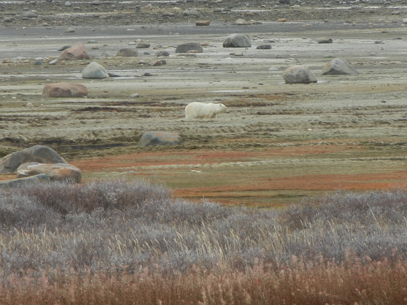 Illustration for article titled How To Shoot A Polar Bear — With Live Video